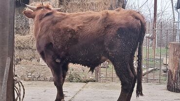 Inəklər, öküzlər: Üç baş ətlik erkək dana satılır təmiz əti 220. 185. 150 . ivanovka — 8