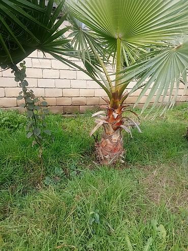 çilədağı bitkisi hardan almaq olar: Dekorativ palma ağacı – fan formalı yarpaqları olan, landşaft və — 2