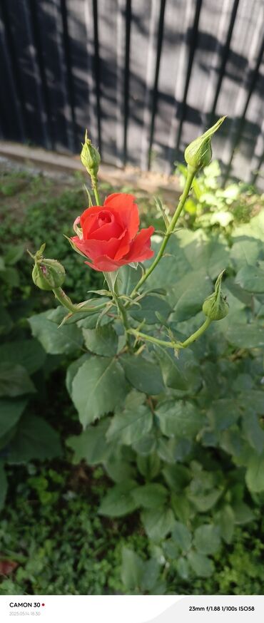 Садовые цветы и кустарники: Саженцы цветка — 22