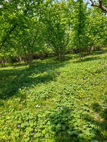 Həyət evləri və villaların satışı: 3 otaqlı, 130 kv. m, Kredit yoxdur, Təmirsiz — 20