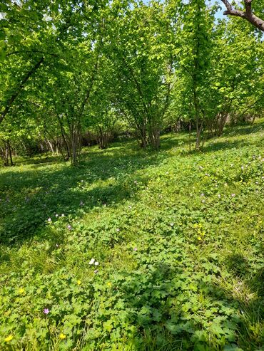 Həyət evləri və villaların satışı: 3 otaqlı, 130 kv. m, Kredit yoxdur, Təmirsiz — 15