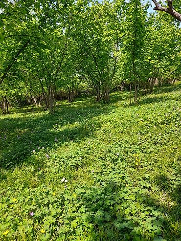 Meyvə və giləmeyvə: Qusarin kendi 10 km araligda panramali yerdi,tecili satlir — 7