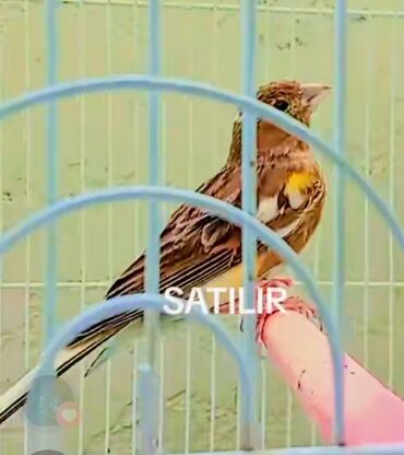 quş yuvaları: 7aylıq poz rəngdə olan erkək bülbül tam sağlam və akdiv quşdu