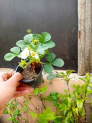 Şitillər: Murano çiyələk stilləri satılır .ilboyu məhsul dərmey olur .isdixana — 4