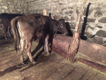 Inəklər, öküzlər: Dana, buzov, Dişi, ay: 1, Südlük, Ətlik, Ünvandan götürmə