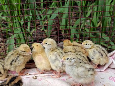 цыплята ломан браун: Сатам | Балапандар | Союуга, Көбөйтүү үчүн, Жумуртка туудуруу үчүн