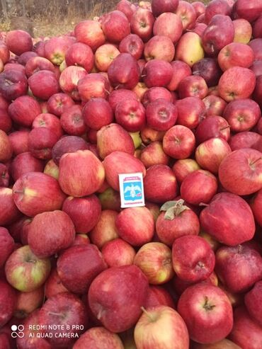 ящик для яблоко: Алмалар Дүңүнөн