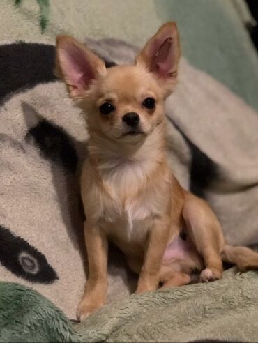 Pişiklər: Golden Chihuahua, ciddi heyvan sevər bir ailəyə insana satılacağ