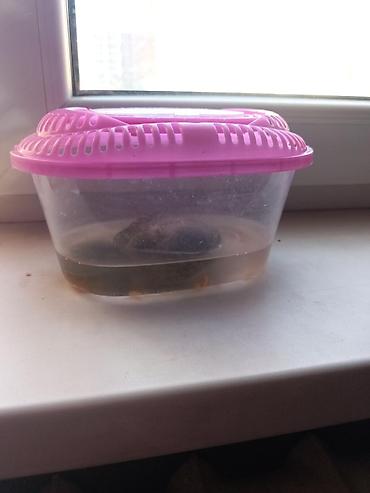лампа для черепах: 🐢 Продаётся водная черепашка Маленькая водная черепашка. Подарили 2 — 2