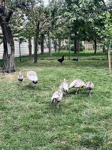 ördək balası və cücə: Tavus quşları (heyvandarlıq/bağ üçün dekorativ quşlar) Qaraqanad tovuz — 2