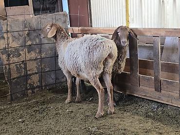 Баран, овца: Продаю | Овца (самка) | На забой, Для разведения — 6