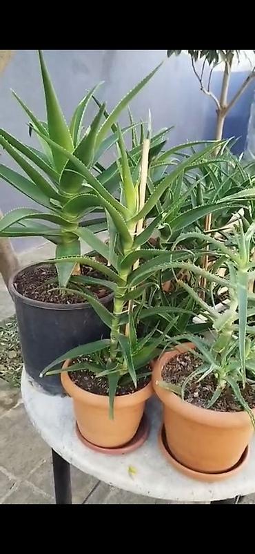 limon ağaçı: Rozmarin, pul gülü. Aloe müxtelif ölçülerde ve münasib qiymetlere — 5