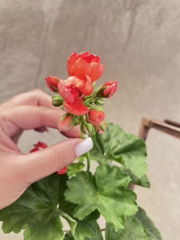 Другие услуги: Продаю цветы😍 Очень много разных 🪴🎋🍃🌱 Антуриумы Спатифиллум Алоказия — 24