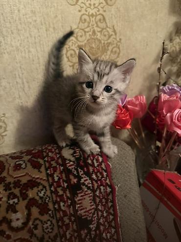 кошки в токмоке: 2 месяца, Мальчик, Серый — 1