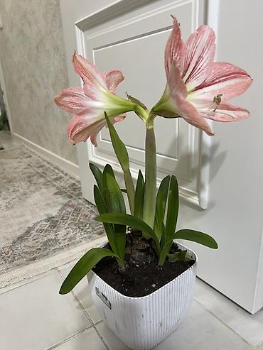 Драцены и Сансевиерии: Доставка по городу бесплатно . Адаптированные пересаженные Комнатные — 89