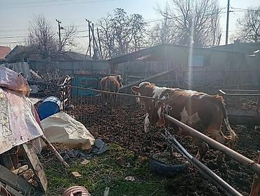 Коровы, быки: Продаю | Бык (самец) | На откорм | Привязанные — 7