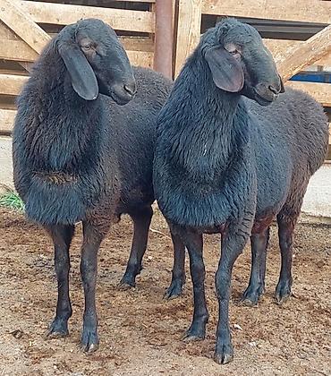 Баран, овца: Продаю | Ягненок, Баран (самец) | Для разведения | Племенные, Осеменитель — 1