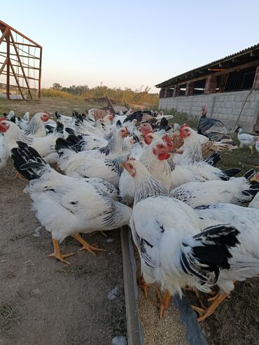 объявления о пропаже животных: Продаю | Куры | Для разведения