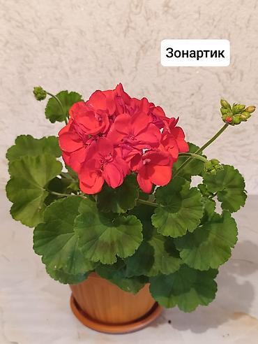 Герани и пеларгонии: Пеларгонии (герани) сортовые в горшках: - Тюльпанка — тюльпановидные — 13