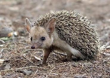 sort pişik: Afrika pigme kirpisi – ev heyvanı - Növ: Atelerix albiventris (Afrika — 1
