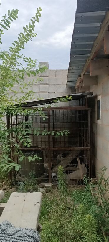 собаки кангал: Продаю варьер с крышей для собак 
Параметры 2м× 1.5м