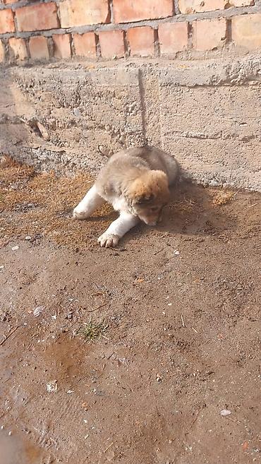 Продажа собак: Алабай, 1 месяц, Самец — 5