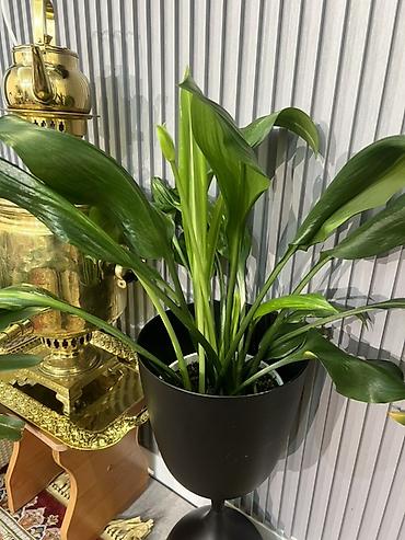 Драцены и Сансевиерии: Доставка по городу бесплатно . Адаптированные пересаженные Комнатные — 8