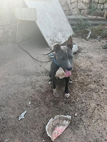İtlər: Pitbul -da lalafo.az — 3 İtlər: Pitbul — 3