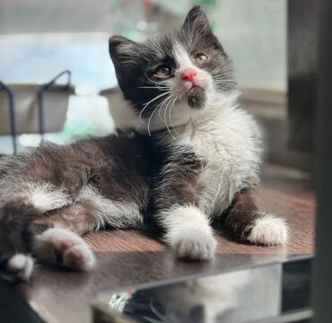 вязка коты: Кошечка,ласковая,игривая,приучена к лотку,от блох и глистов обработана