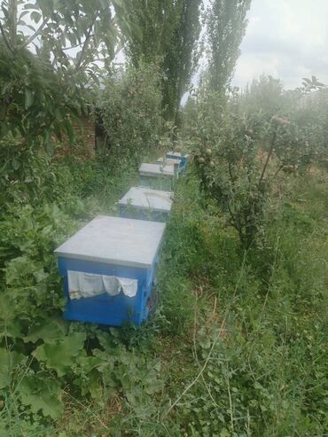 час пик такси сокулук номер телефона: Средне Русская пчела, находится в Калма-Кырчын