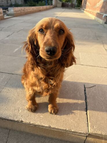 it sekli: Koker spaniyel, 8 ay, Dişi, Cütləşmə üçün