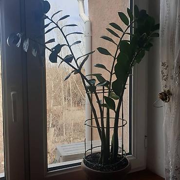 Бөлмө өсүмдүктөрү: 🪴Рео ( кошелёк бизнесмена)— декоративно-лиственное комнатное растение — 5