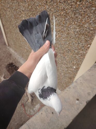 Göyərçinlər: Heyvanlarn hamsi tam saglamdi cut cutde satilir komda tek tekde — 12