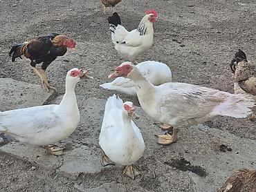 naxcivan heyvan elanlari: Muscovy ördəkləri (indoutka) – qarışıq rənglərdə sürü ( lal ve — 2