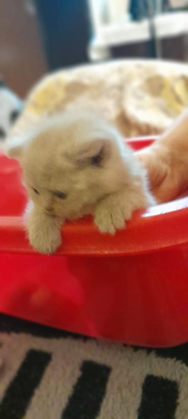 Pişiklər: Erkək, Dişi, Yaxşı əllərə, Ünvandan götürmə, Ödənişli çatdırılma, Rayonlara çatdırılma — 4