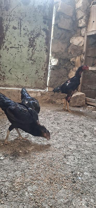 damazlıq heyvanların satışı: Salam saglam bala veren heyvanlardi kom sekilde satilir . xoruz ṣamo — 3