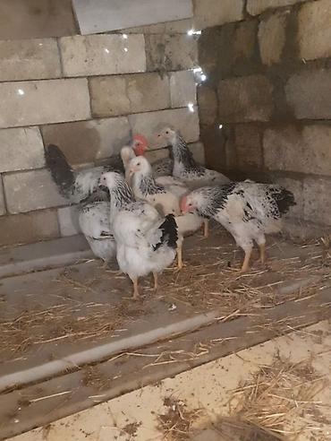 quban toyuqlari: Serebrist toyuqlar 3 aylıqdılar bütün dərmanlar verilib — 2