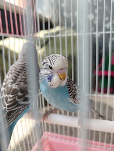 клетка для попугай: Ассаламу Алейкум туугандар папугай даяр пара 🦜 сатылат! Клеткасы