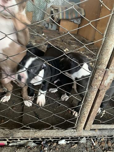 Продажа собак: Щенки с короткой гладкой шерстью, мощным телосложением и широкими — 4