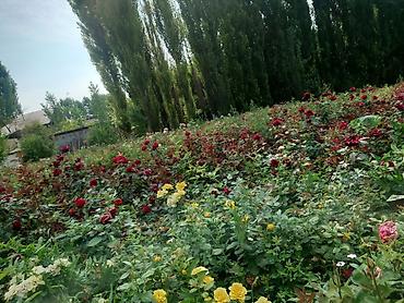 Роза: Роза цена договорная - Крупный махровый бутон классической формы — 4