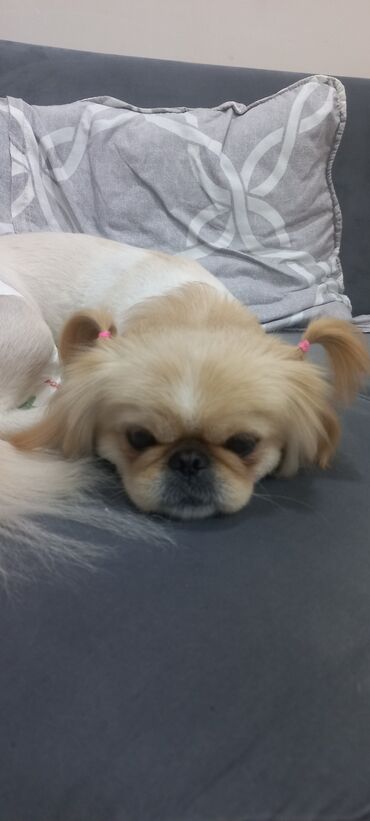 İtlər: Pekines, 2 il, Dişi, Peyvəndli, Ünvandan götürmə