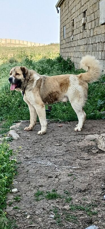 baskervillerin iti: Qurdbasar, 2 il, Erkek, Peyvəndli, Ödənişli çatdırılma