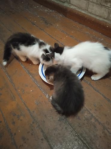 котят ош: ОТДАМ КОТЯТ И КОШЕК,здоровые, ЧИСТЫЕ,помогите пожалуйста кто не может — 2