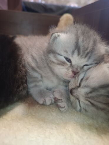 майкун кот: Шотландские вислоухие котята Скоттиш фолд родились 1-го мая