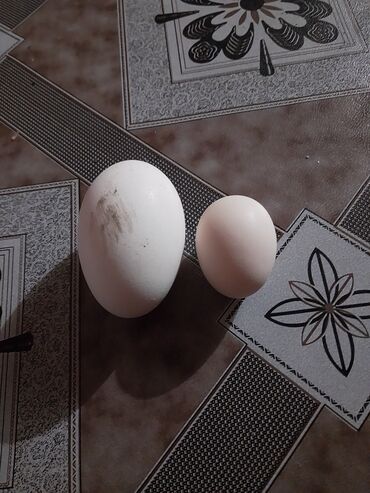 Животные: Продаются гусиные яйца . Село Петровка свежие чистые