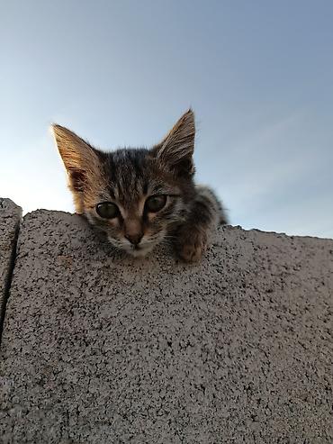 2 месяца, Мальчик, Приучена к лотку, Проглистована at lalafo.kg 2 месяца, Мальчик, Приучена к лотку, Проглистована