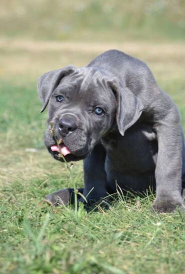 Psi: Ako tražite vernog člana porodice, obratite se nama i postanite — 9