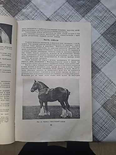 Другие книги и журналы: Продаю редкую книгу про лощадей разных стран. Тираж-25тыс .экз. Год — 4