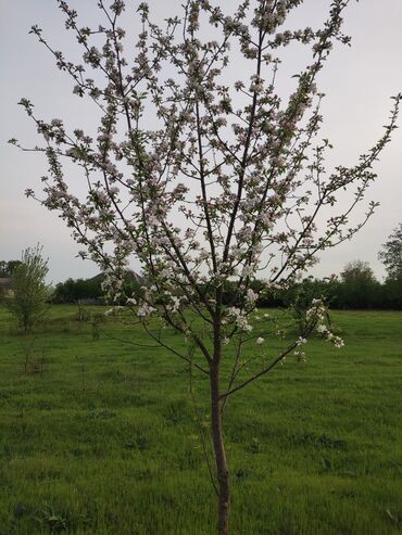 Torpaq sahələrinin satışı: 25 sot, Tikinti, Mülkiyyətçi, Kupça (Çıxarış) -da lalafo.az — 2 Torpaq sahələrinin satışı: 25 sot, Tikinti, Mülkiyyətçi, Kupça (Çıxarış) — 2
