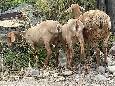 Баран, овца: Продаю | Овца (самка) — 5